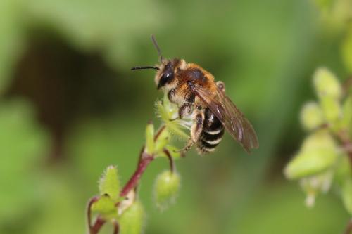 Réf. 321 364 : Andrena sp.